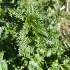 Urtica urens (Small Nettle) at Mullion, NSW - 21 Jul 2023 by JaneR