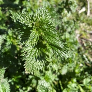 Urtica urens at Mullion, NSW - 21 Jul 2023