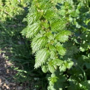 Urtica urens at Mullion, NSW - 21 Jul 2023