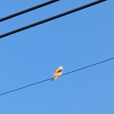 Elanus axillaris (Black-shouldered Kite) at Reservoir Hill, Lawson - 30 Jun 2024 by mroseby