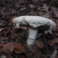 Amanita pyramidifera (Amanita pyramidifera) at Narooma, NSW - 15 Apr 2024 by Bushrevival