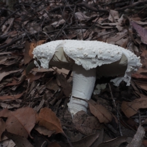 Amanita pyramidifera at Narooma, NSW - 16 Apr 2024 08:02 AM