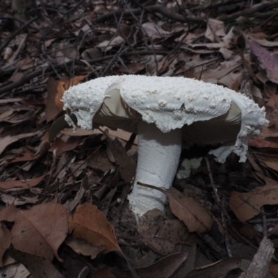 Amanita pyramidifera (Amanita pyramidifera) at Narooma, NSW - 15 Apr 2024 by Bushrevival