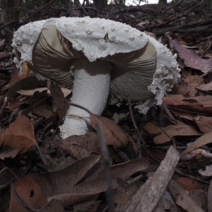 Amanita pyramidifera at Narooma, NSW - 16 Apr 2024 08:02 AM