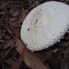 Amanita pyramidifera at Narooma, NSW - 16 Apr 2024 08:02 AM