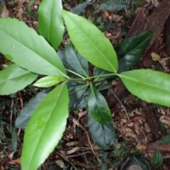 Elaeodendron australe var. australe (Red Olive Plum) at Jamberoo, NSW - 7 Jul 2024 by plants