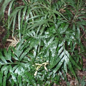 Pteris umbrosa at Jamberoo, NSW - 7 Jul 2024