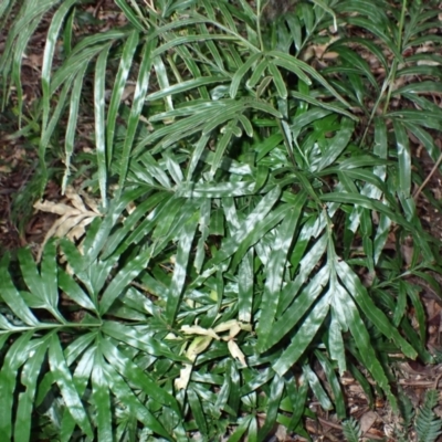 Pteris umbrosa (Jungle Brake) at Jamberoo, NSW - 7 Jul 2024 by plants