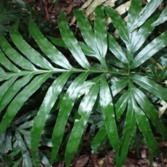 Pteris umbrosa at Jamberoo, NSW - 7 Jul 2024 11:34 AM