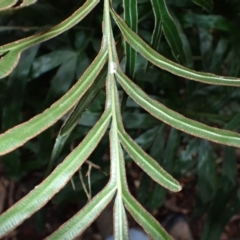 Pteris umbrosa at Jamberoo, NSW - 7 Jul 2024 11:34 AM