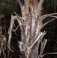 Cyathea leichhardtiana (Prickly Tree Fern) at Jamberoo, NSW - 7 Jul 2024 by plants