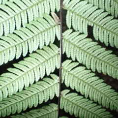 Cyathea leichhardtiana at Jamberoo, NSW - suppressed