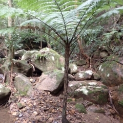 Cyathea leichhardtiana at Jamberoo, NSW - suppressed