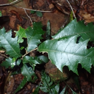 Trophis scandens subsp. scandens at suppressed - suppressed