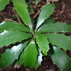 Polyosma cunninghamii (Featherwood) at Jamberoo, NSW - 7 Jul 2024 by plants