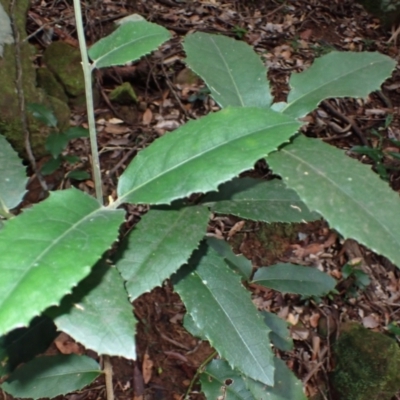 Wilkiea huegeliana (Veiny Wilkiea) at Jamberoo, NSW - 7 Jul 2024 by plants