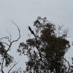 Zanda funerea (Yellow-tailed Black-Cockatoo) at Mount Mugga Mugga - 7 Jul 2024 by Mike