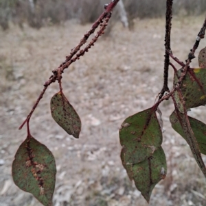 Eucalyptus blakelyi at Mount Taylor - 7 Jul 2024