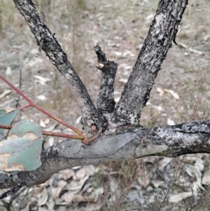 Eucalyptus blakelyi at Mount Taylor - 7 Jul 2024