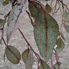 Eucalyptus blakelyi at Mount Taylor - 7 Jul 2024