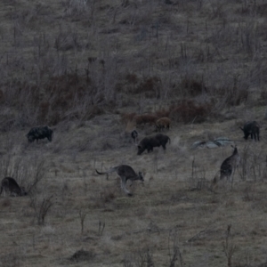 Sus scrofa at Namadgi National Park - suppressed