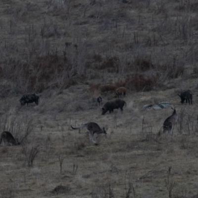 Sus scrofa (Pig (feral)) at Namadgi National Park - 7 Jul 2024 by bwttir