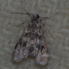 Hygraula nitens (Pond Moth) at Corio, VIC - 4 Dec 2010 by WendyEM