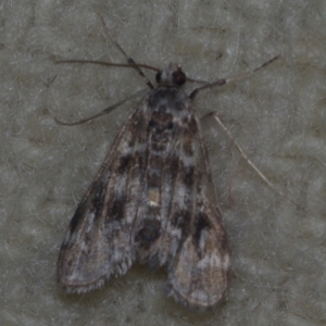 Hygraula nitens (Pond Moth) at Corio, VIC by WendyEM