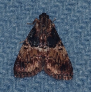 Orthaga thyrisalis at Corio, VIC - 5 Dec 2010 02:16 AM