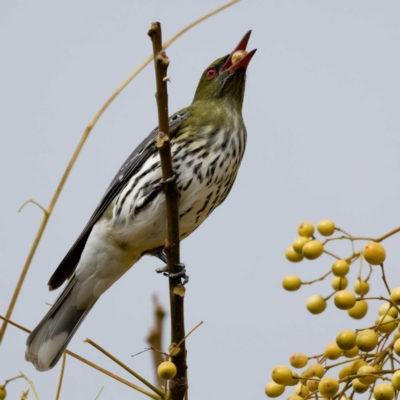 Oriolus sagittatus (Olive-backed Oriole) at National Arboretum Forests - 7 Jul 2024 by DPRees125