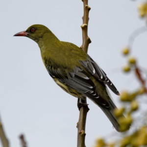 Oriolus sagittatus at National Arboretum Forests - 7 Jul 2024