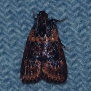 Mimaglossa sp at Corio, VIC - 4 Dec 2010 10:49 PM
