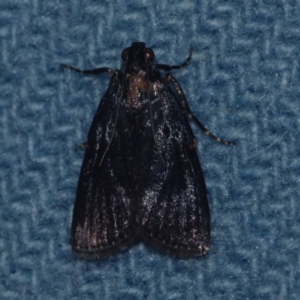 Stericta carbonalis at Corio, VIC - 4 Dec 2010 10:50 PM