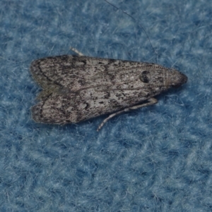 Heteromicta pachytera (Galleriinae subfamily moth) at Corio, VIC by WendyEM