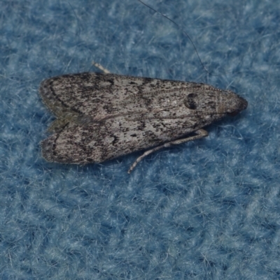 Heteromicta pachytera (Galleriinae subfamily moth) at Corio, VIC - 4 Dec 2010 by WendyEM