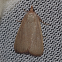 Ocrasa albidalis (A Pyralid moth) at Corio, VIC - 4 Dec 2010 by WendyEM