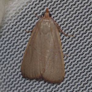 Ocrasa albidalis at Corio, VIC - 5 Dec 2010 02:14 AM