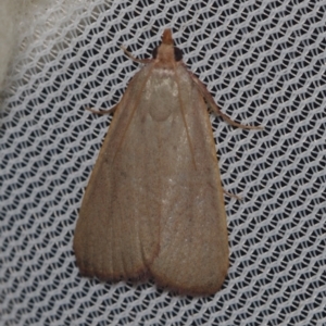 Ocrasa albidalis (A Pyralid moth) at Corio, VIC by WendyEM
