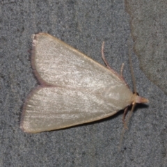 Ocrasa albidalis at Corio, VIC - 5 Dec 2010 02:14 AM