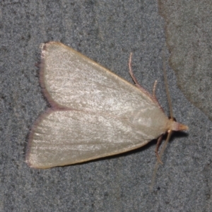 Ocrasa albidalis at Corio, VIC - 5 Dec 2010 02:14 AM