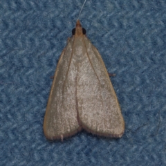 Ocrasa albidalis at Corio, VIC - 5 Dec 2010 02:14 AM
