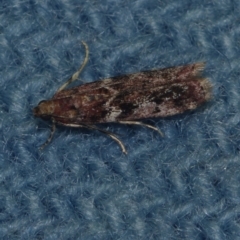 Ephestiopsis oenobarella (a Phycitine moth) at Corio, VIC - 4 Dec 2010 by WendyEM