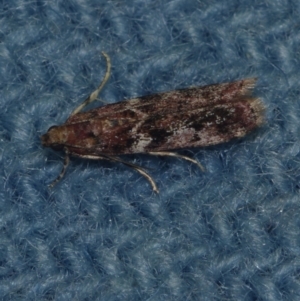 Ephestiopsis oenobarella (a Phycitine moth) at Corio, VIC by WendyEM