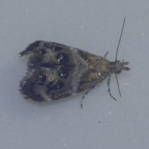 Tebenna micalis (Small Thistle Moth) at Corio, VIC by WendyEM