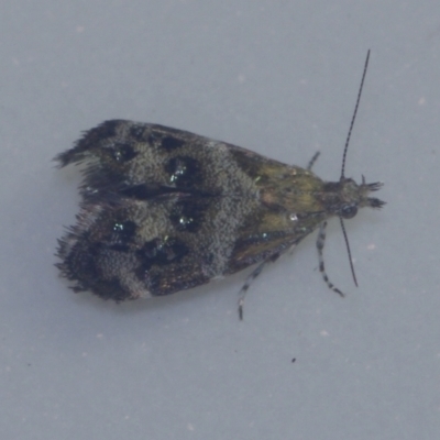 Tebenna micalis (Small Thistle Moth) at Corio, VIC - 4 Dec 2010 by WendyEM