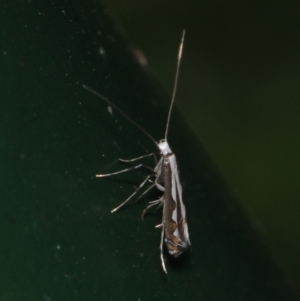 Dialectica scalariella at Corio, VIC - suppressed