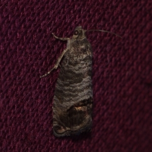 Cydia pomonella at Corio, VIC - 4 Dec 2010 10:01 PM
