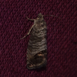 Cydia pomonella (Codling Moth) at Corio, VIC by WendyEM