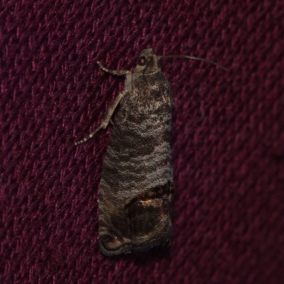 Cydia pomonella (Codling Moth) at Corio, VIC - 4 Dec 2010 by WendyEM