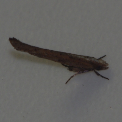 Zelleria cynetica (Rectangular Ermine Moth) at Corio, VIC - 4 Dec 2010 by WendyEM